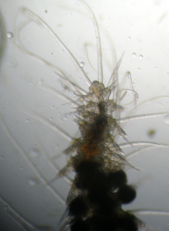(Micro)mostri marini